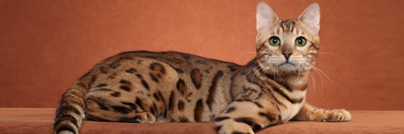 Bengal kittens Auckland New Zealand — Pride of Eire Bengals