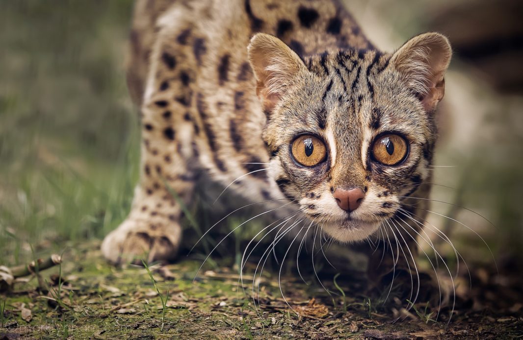 Asian Leopard Cats | Auckland Bengal Cat Breeders New Zealand — Pride ...