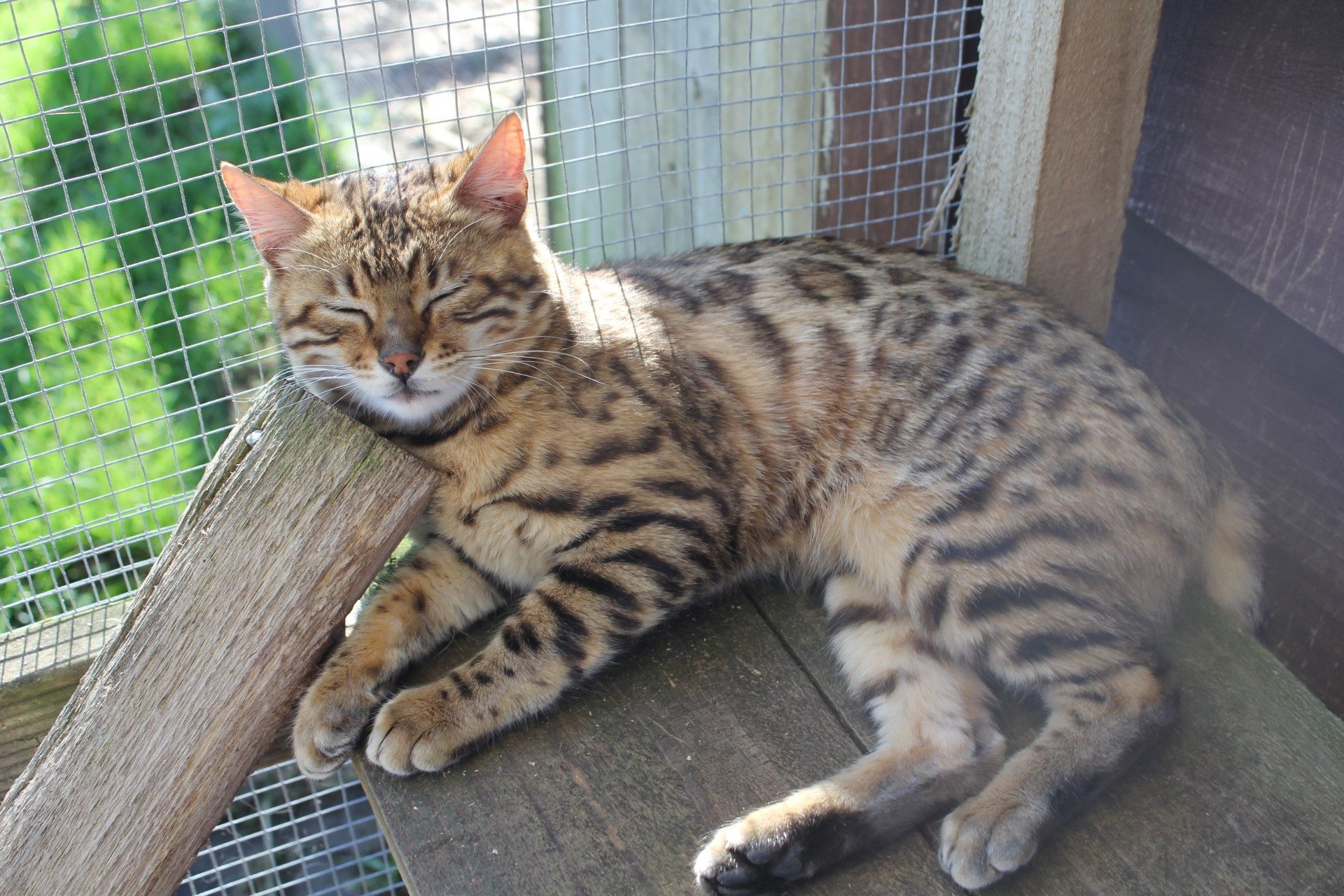 Photo 1 of Carol-Retired the Female Bengal cat.