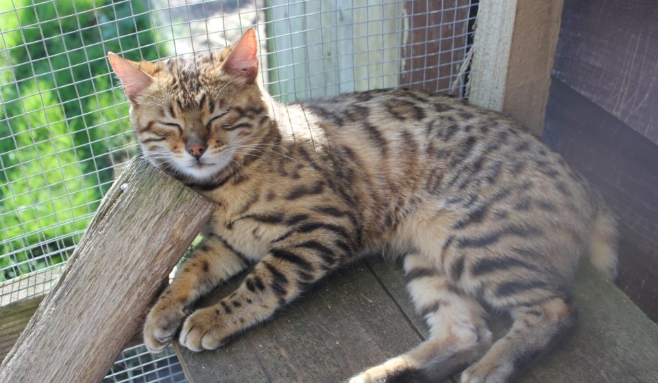 Photo 1 of Carol-Retired the female Bengal cat.