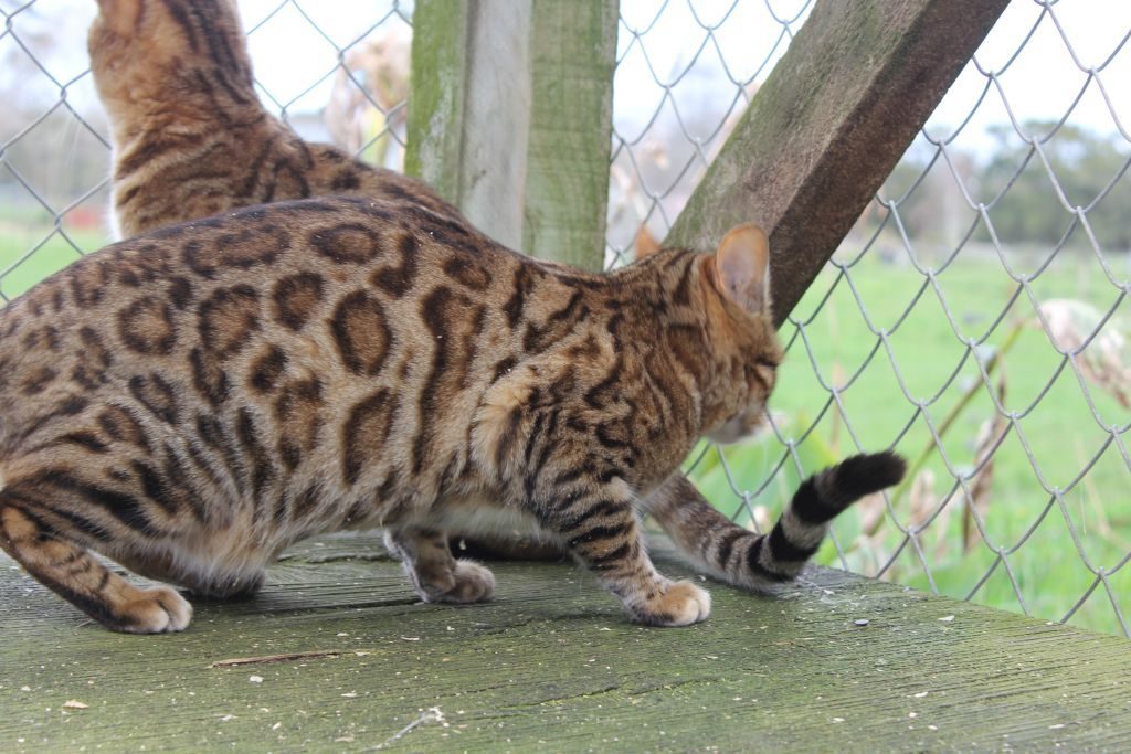 Photo 2 of Lilly-retired the Female Bengal cat.