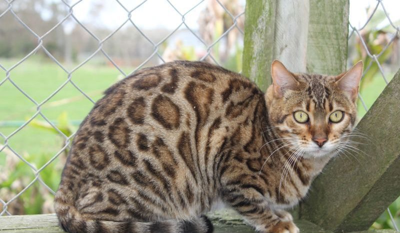 Photo 1 of Lilly-retired the female Bengal cat.