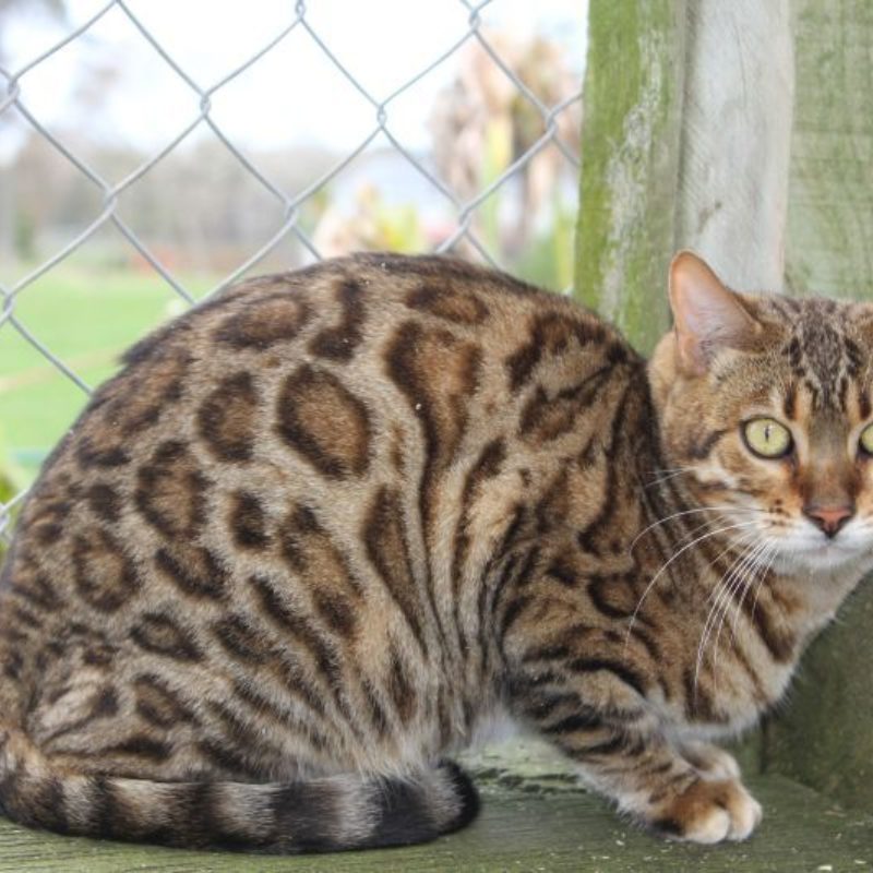 Photo 1 of Lilly-retired the female Bengal cat.