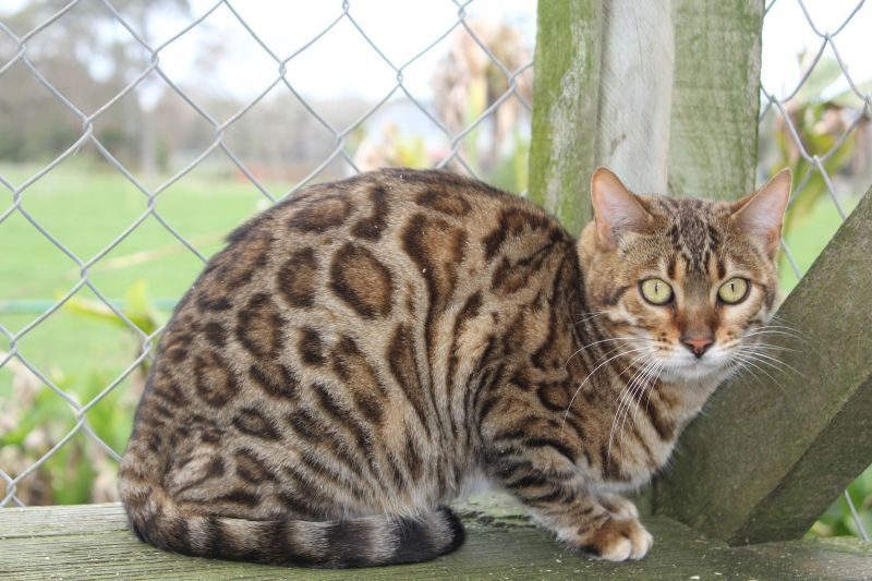 Photo 1 of Lilly-retired the Female Bengal cat.