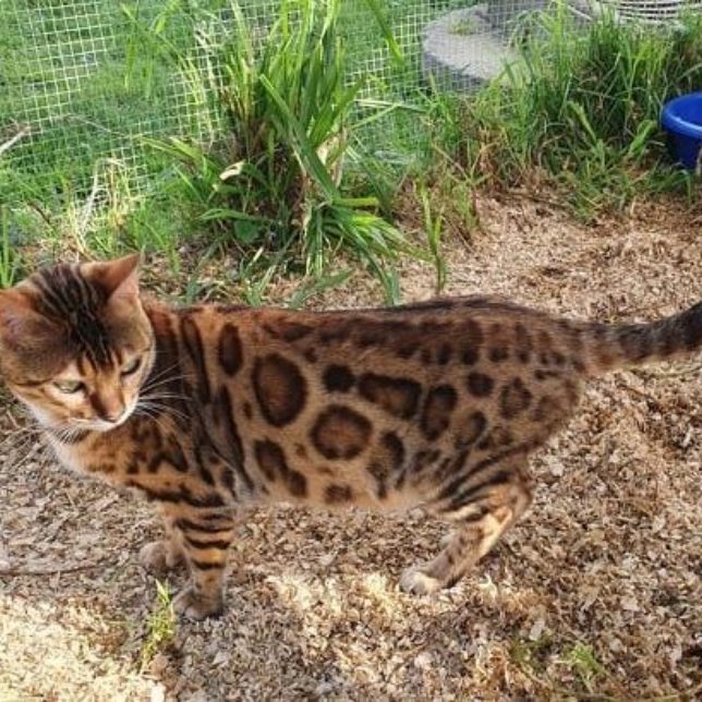 Photo 2 of Lizzy-Retired the female Bengal cat.