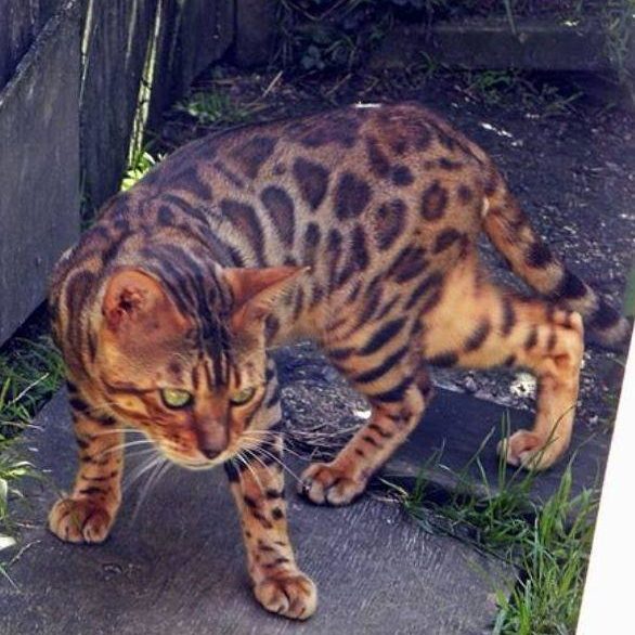 Photo 3 of Micky-retired the male Bengal cat.