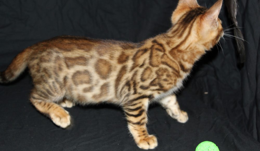 Photo 7 of Paddy the male Bengal cat.