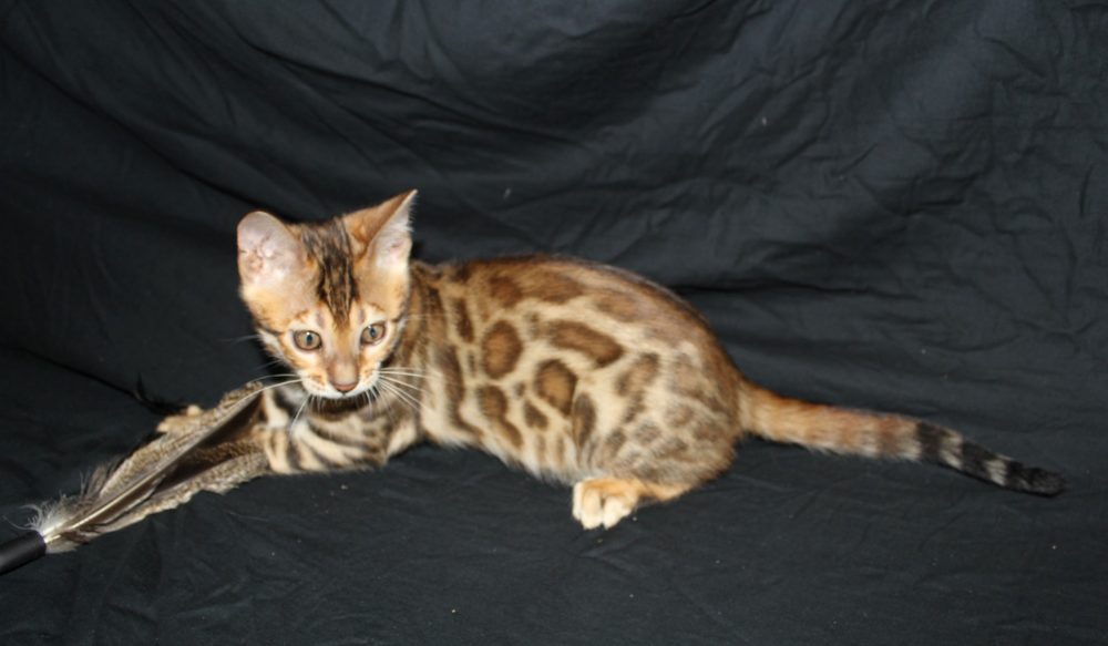 Photo 8 of Paddy the male Bengal cat.