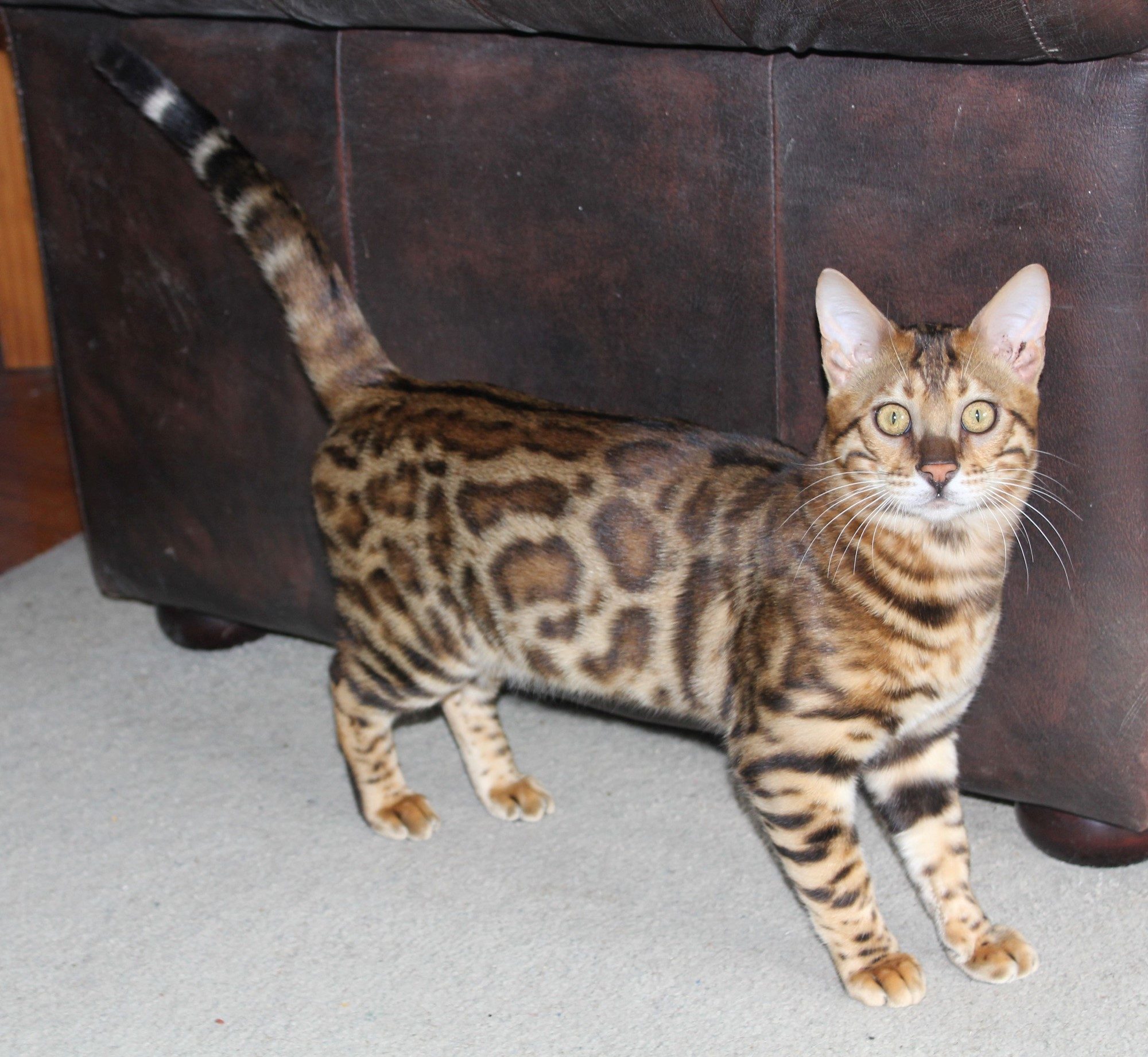 Photo 6 of Paddy the Male Bengal cat.