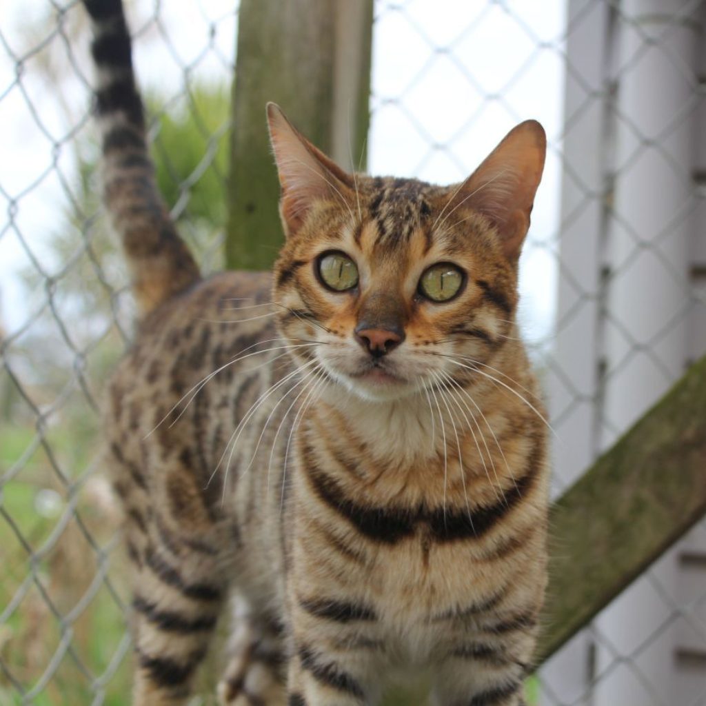 Photo 3 of Peggy-retired the female Bengal cat.