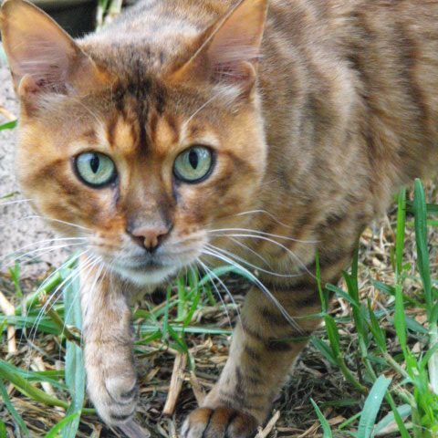 Photo 1 of Rebel our first stud-retired the male Bengal cat.