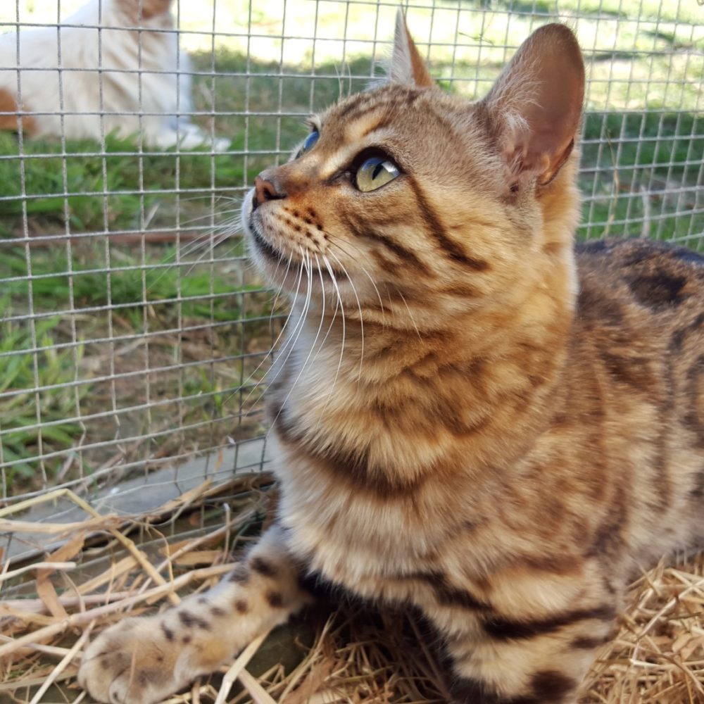 Photo 1 of Rosalyn-Retired the female Bengal cat.