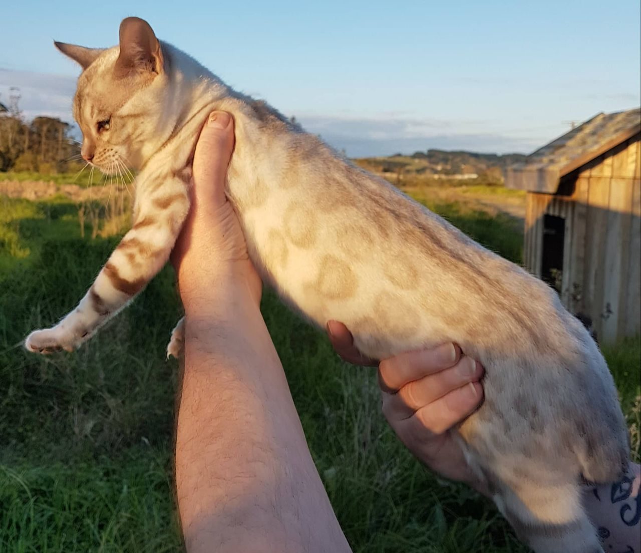 Photo 3 of Sylvester the Male Bengal cat.