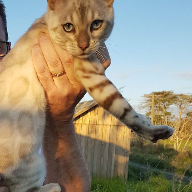 Photo 1 of Sylvester the male Bengal cat.