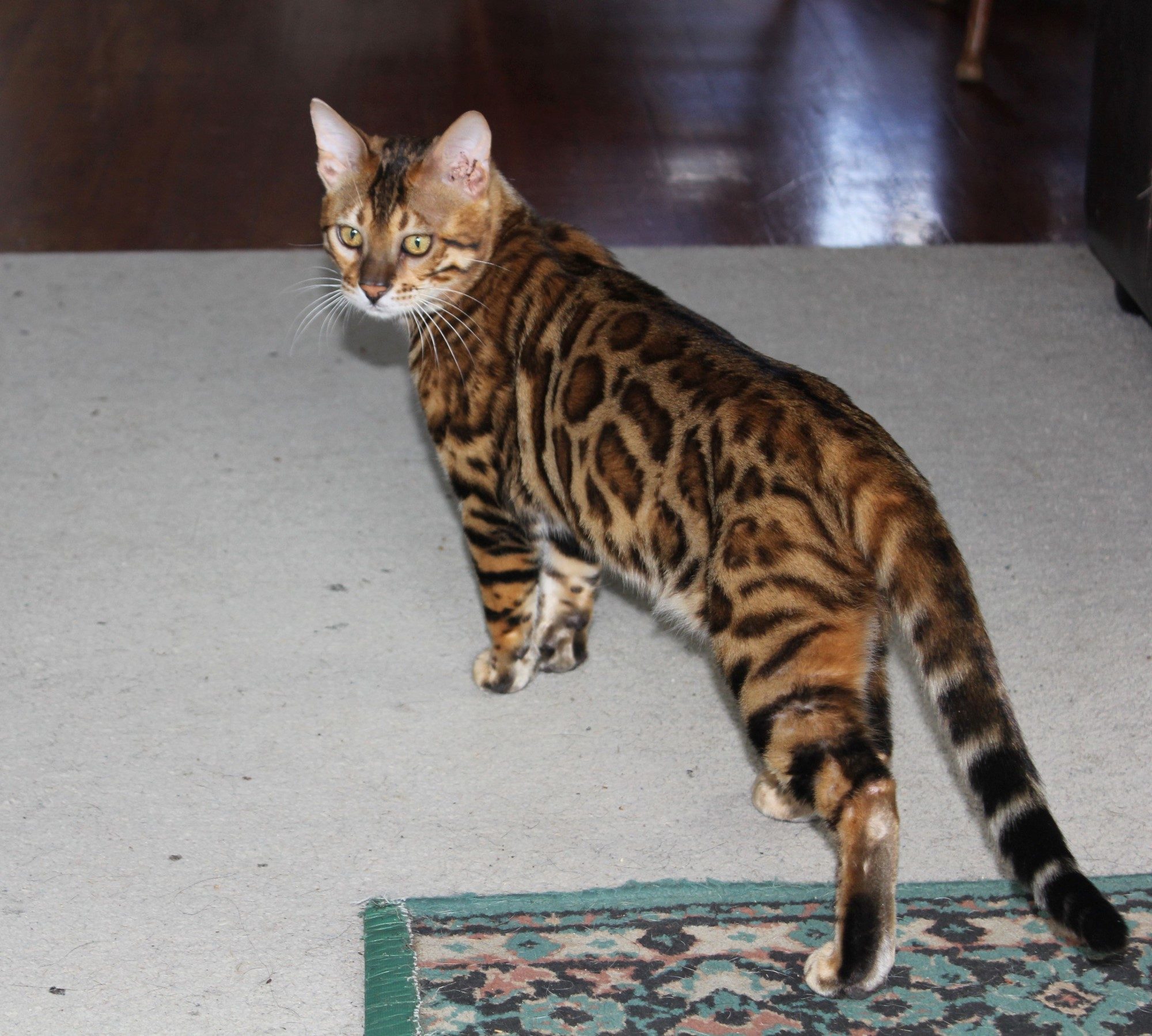 Photo 5 of Paddy the Male Bengal cat.