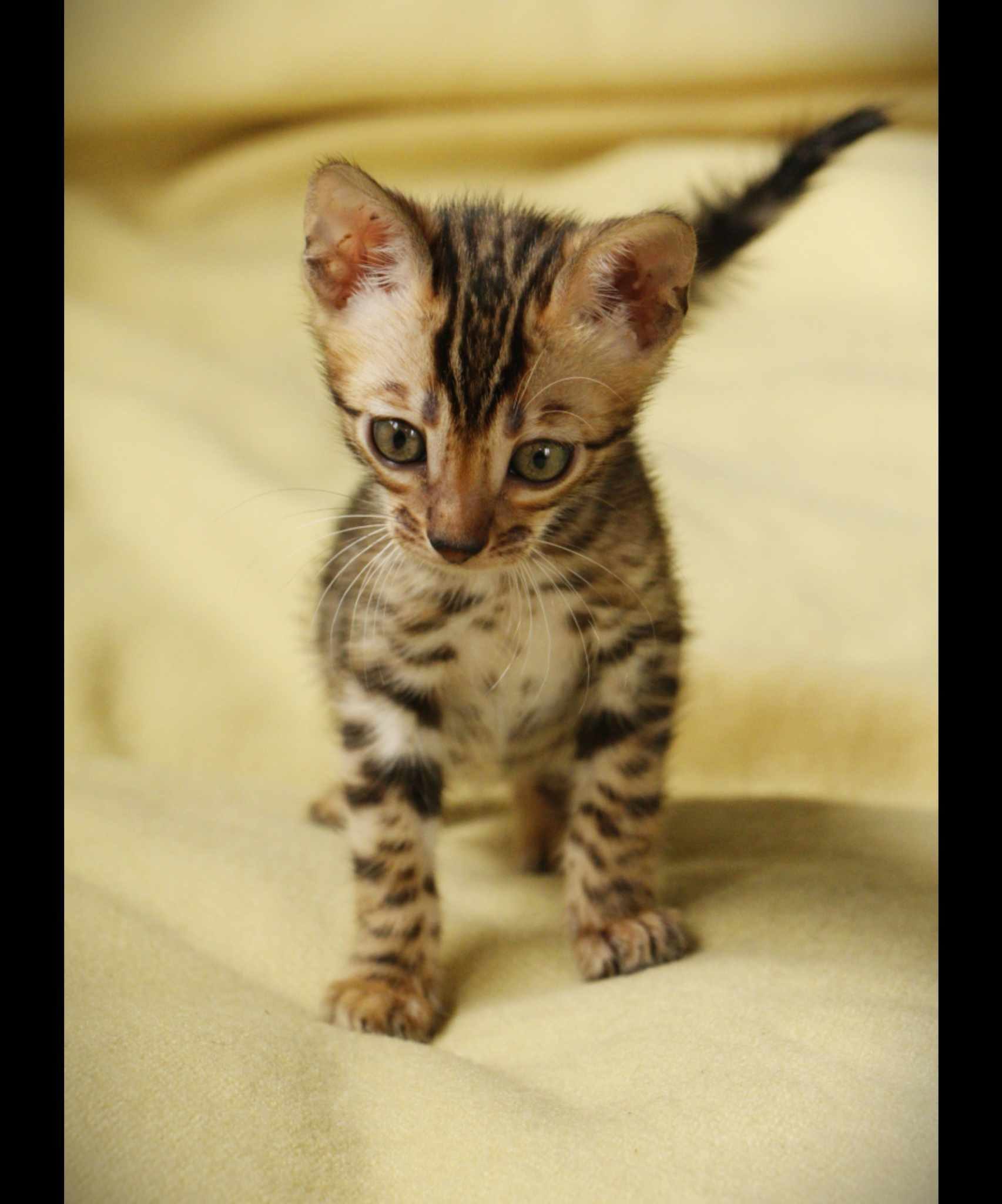 Photo 2 of Robyn's mighty 6 the Bengal kitten.