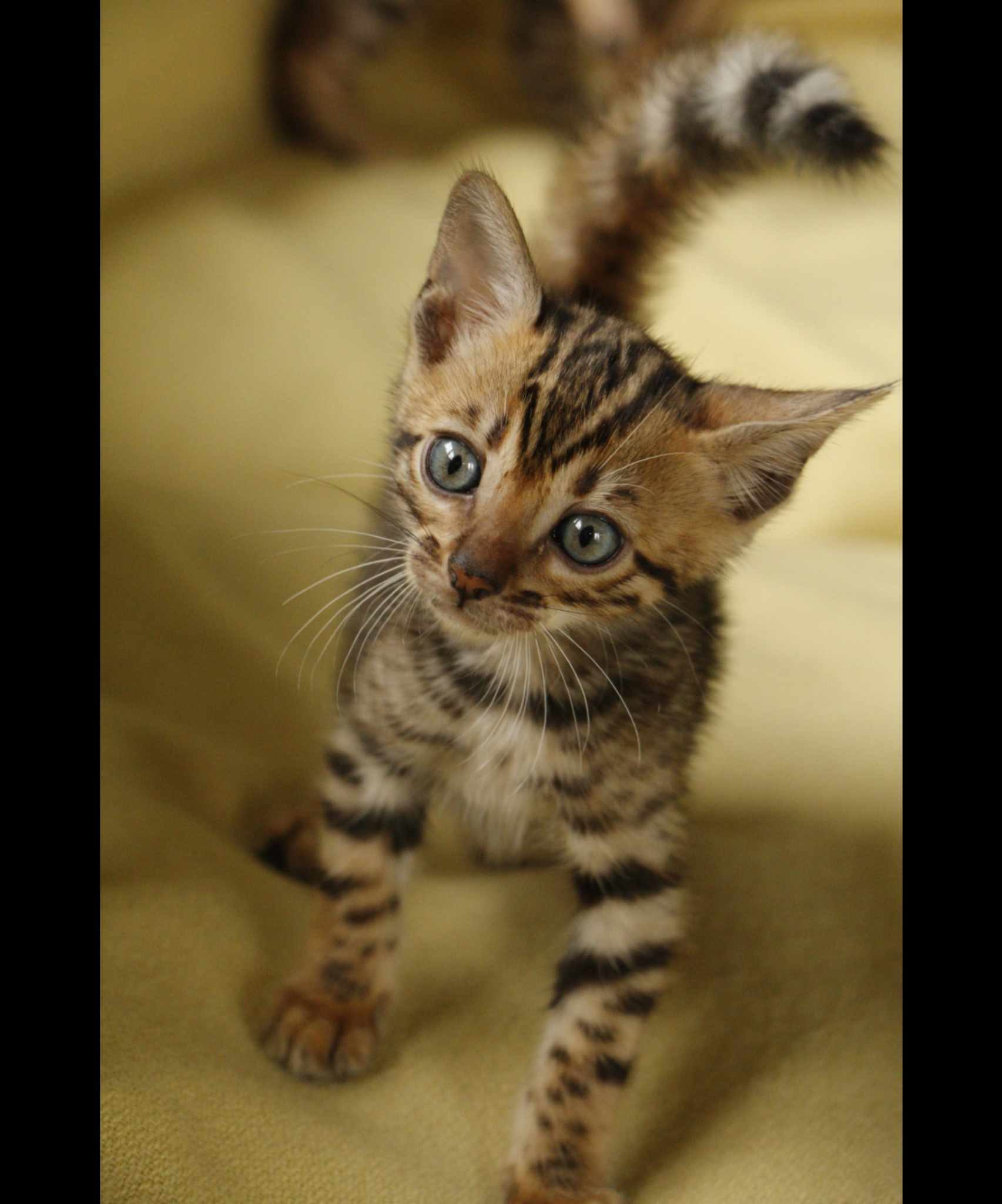 Photo 1 of Robyn's mighty 6 the Bengal kitten.