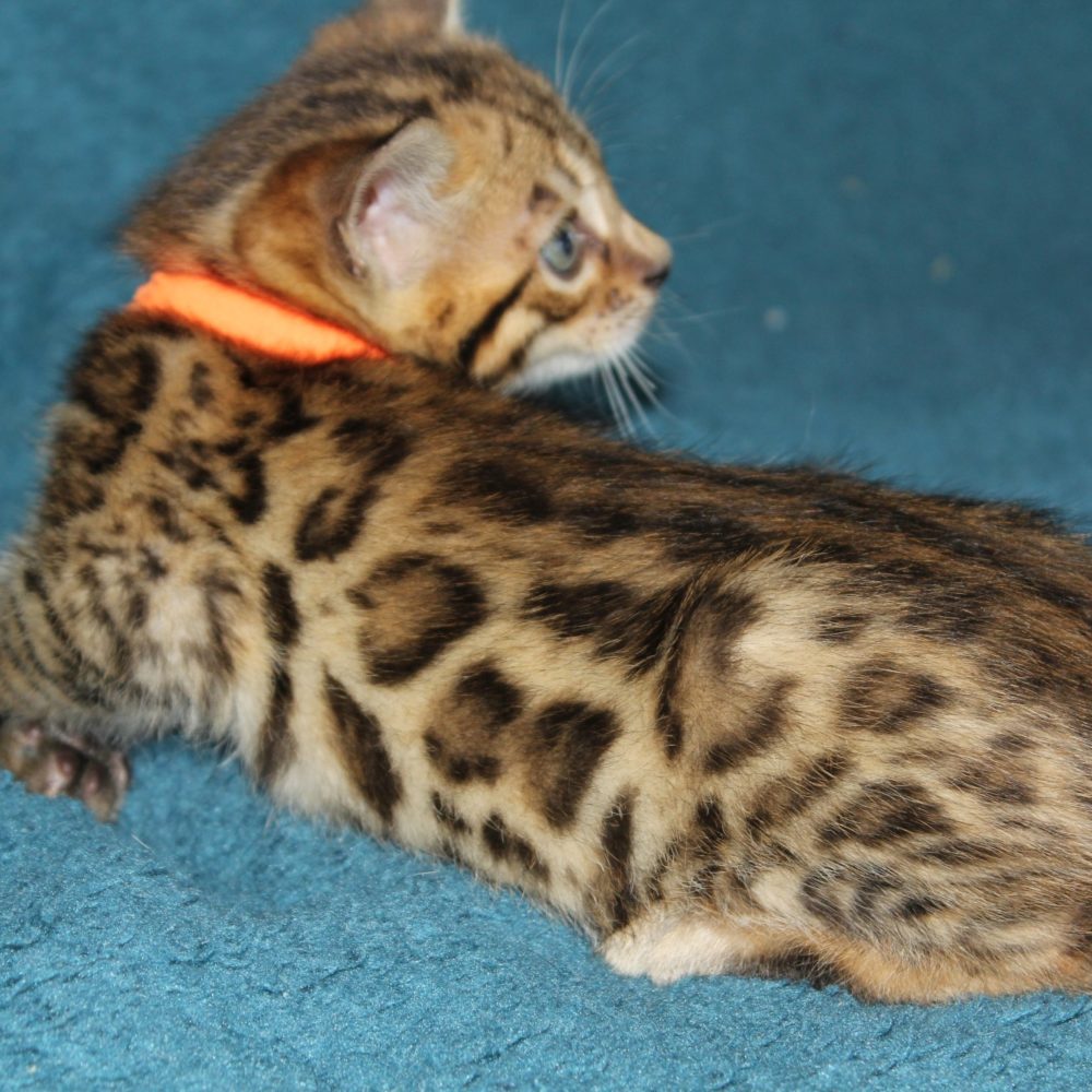 Photo 1 of Kilkenny the male Bengal cat.