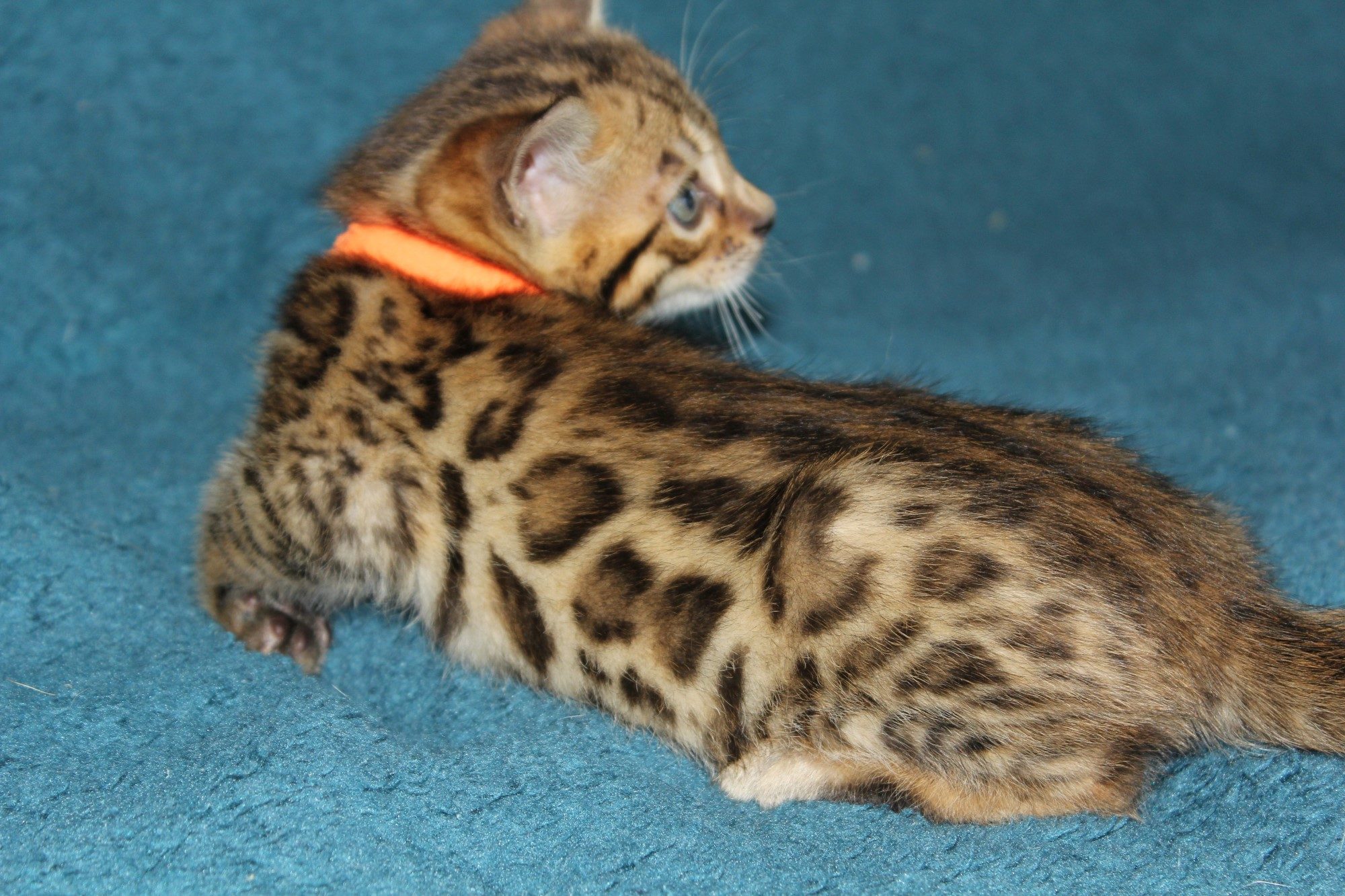 Photo 1 of Kilkenny the Bengal kitten.