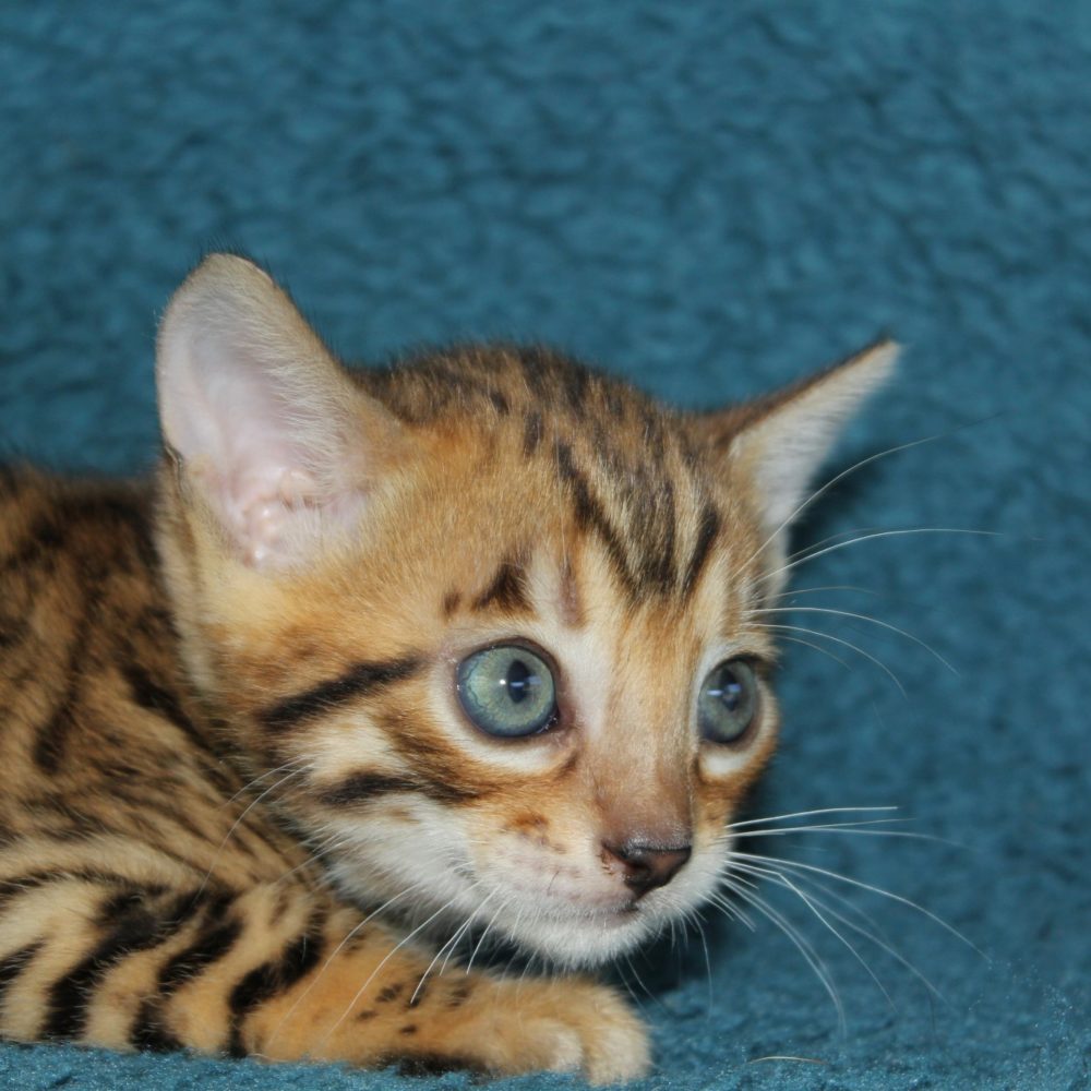 Photo 2 of Tullamore Dew the male Bengal cat.