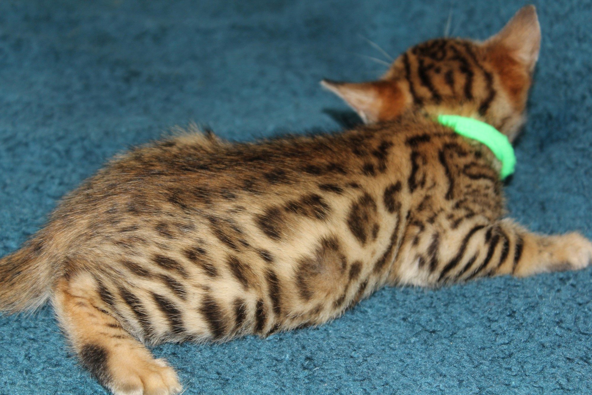 Photo 2 of Tullamore Dew the Bengal kitten.