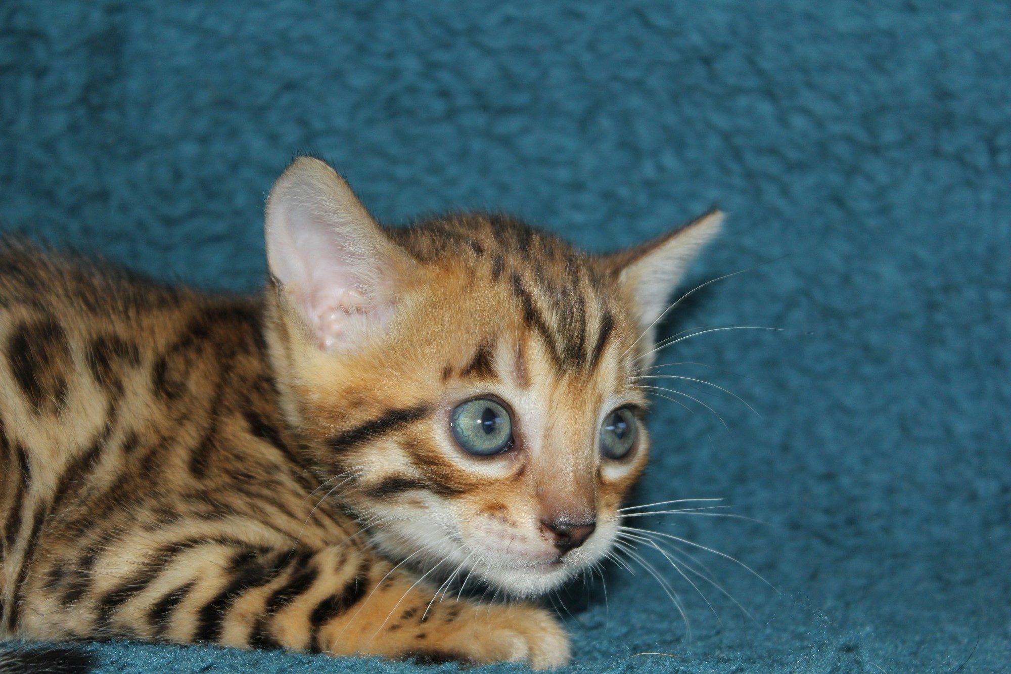 Photo 1 of Tullamore Dew the Bengal kitten.