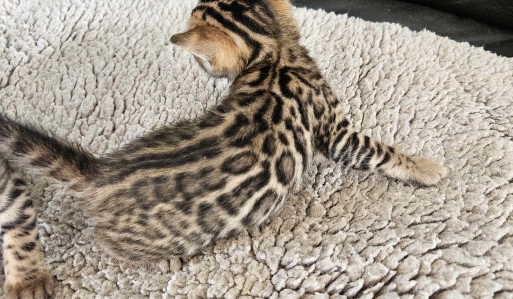 Female Bengal kittens are great hunters and have great personality's ...