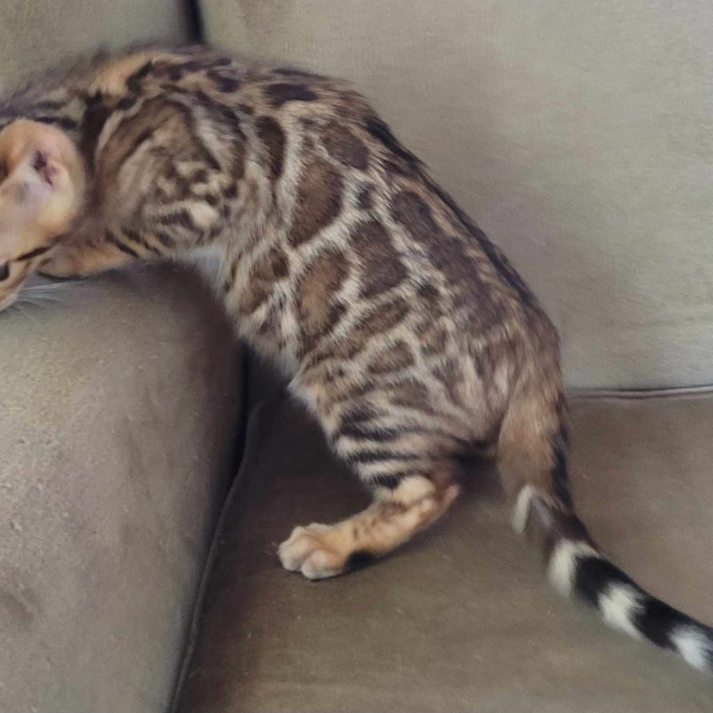 Photo 2 of Bengal Boy-Available $1500 the male Bengal cat.