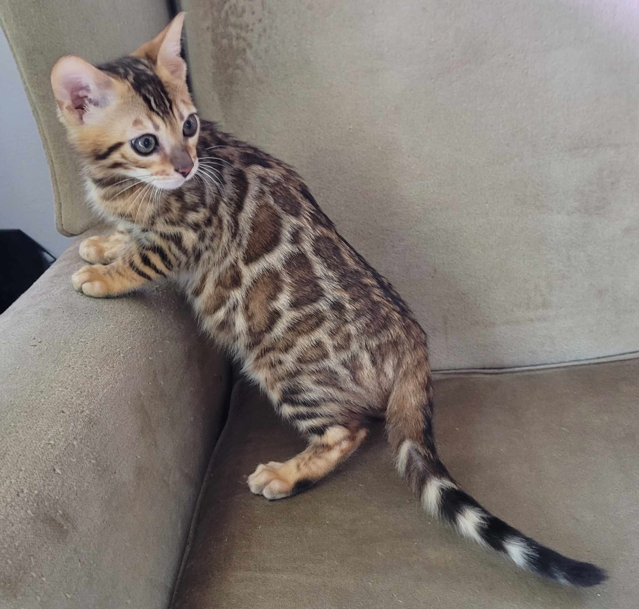 Photo 4 of Bengal Boy-Available $1500 the Bengal kitten.