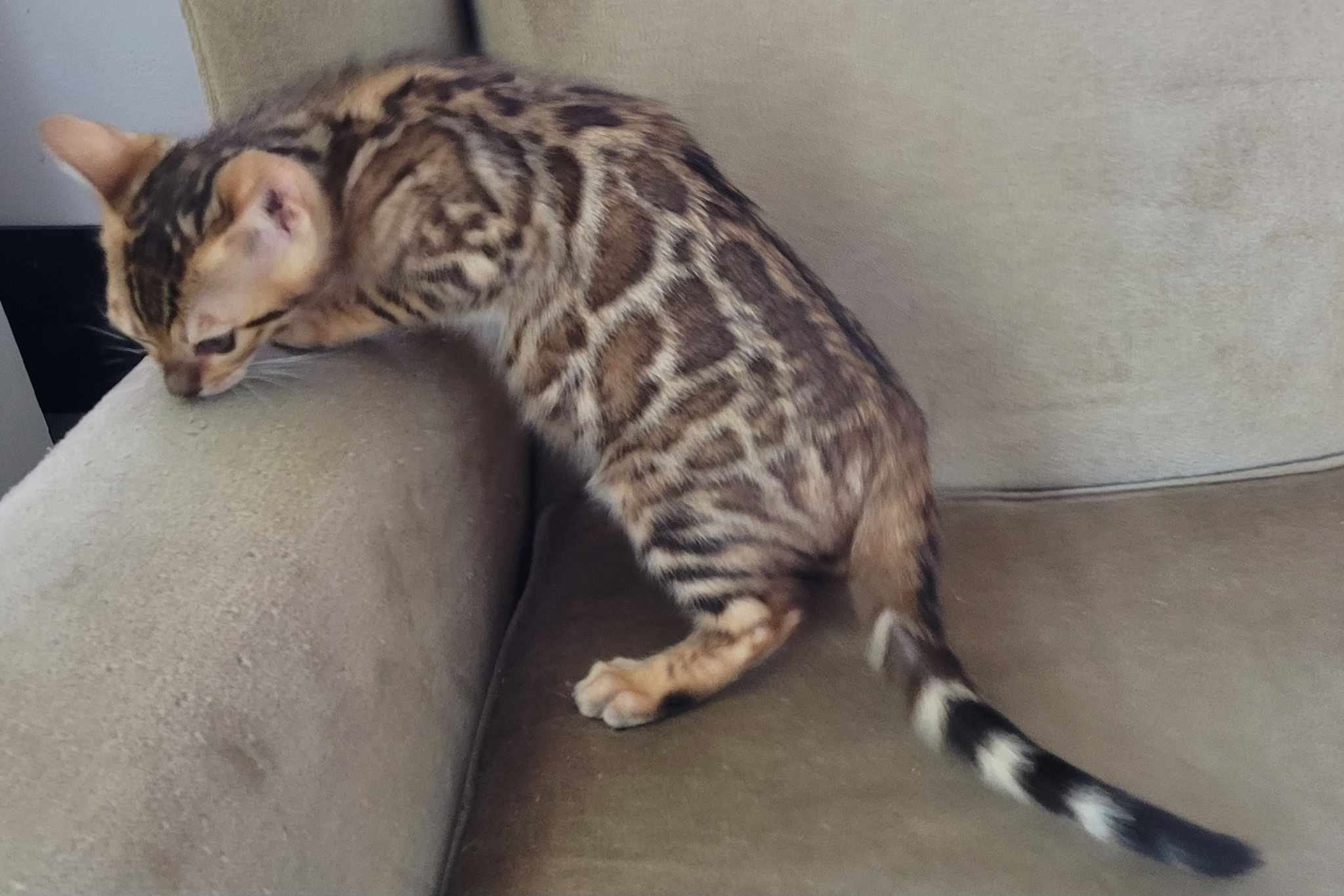 Photo 1 of Bengal Boy-Available $1500 the Bengal kitten.