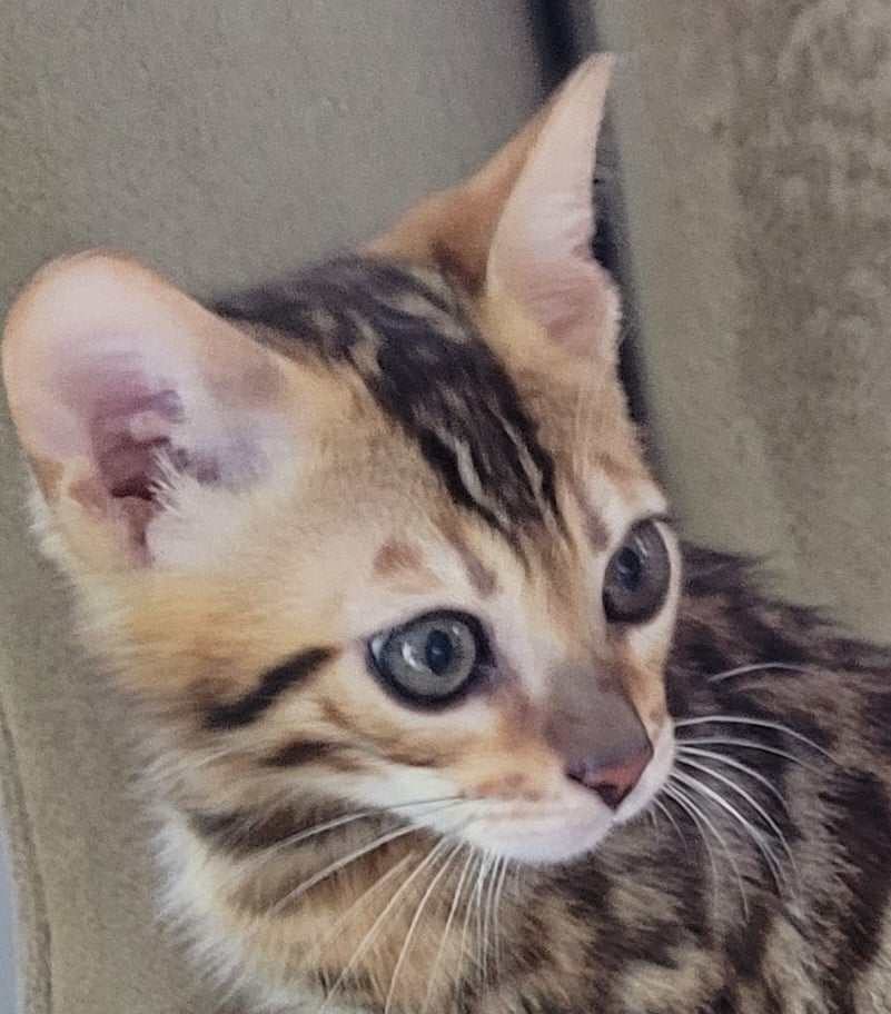 Photo 2 of Bengal Boy-Available $1500 the Bengal kitten.