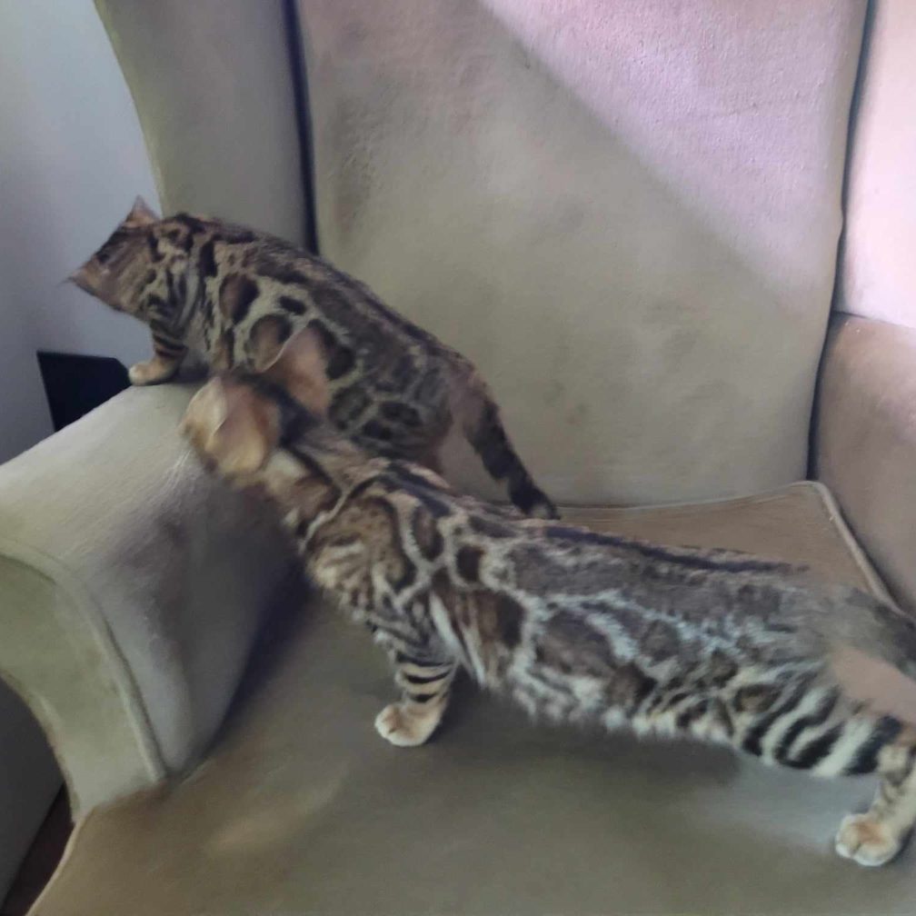 Photo 1 of Bengal girls-Available $1500 the female Bengal cat.