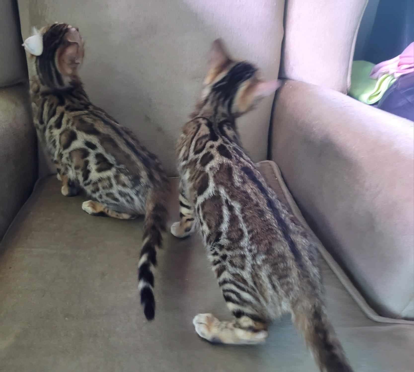 Photo 4 of Bengal girls-Available $1500 the Bengal kitten.