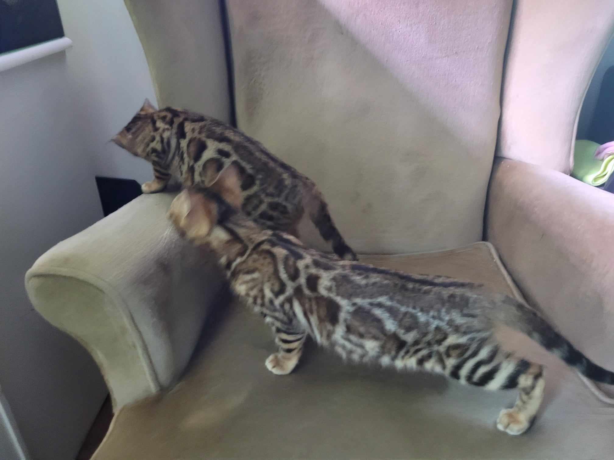 Photo 1 of Bengal girls-Available $1500 the Bengal kitten.