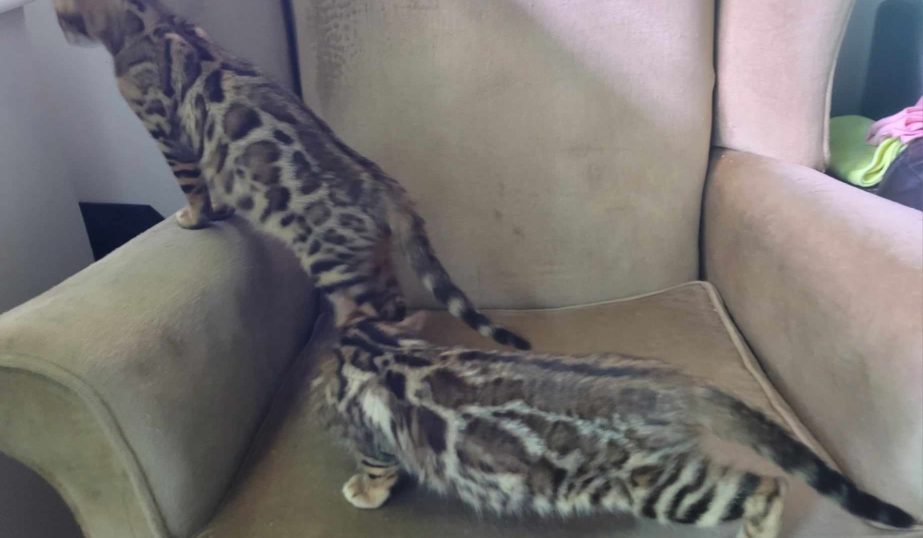 Photo 2 of Bengal girls-Available $1500