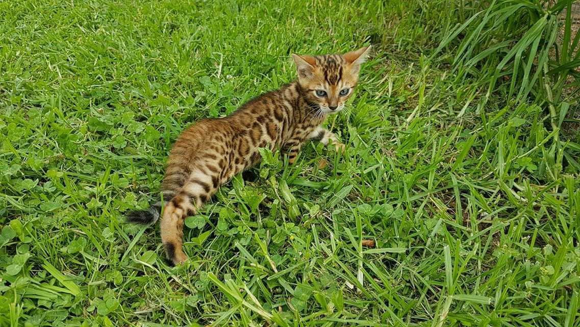 Photo 1 of Too Hot To Trott the Bengal kitten.