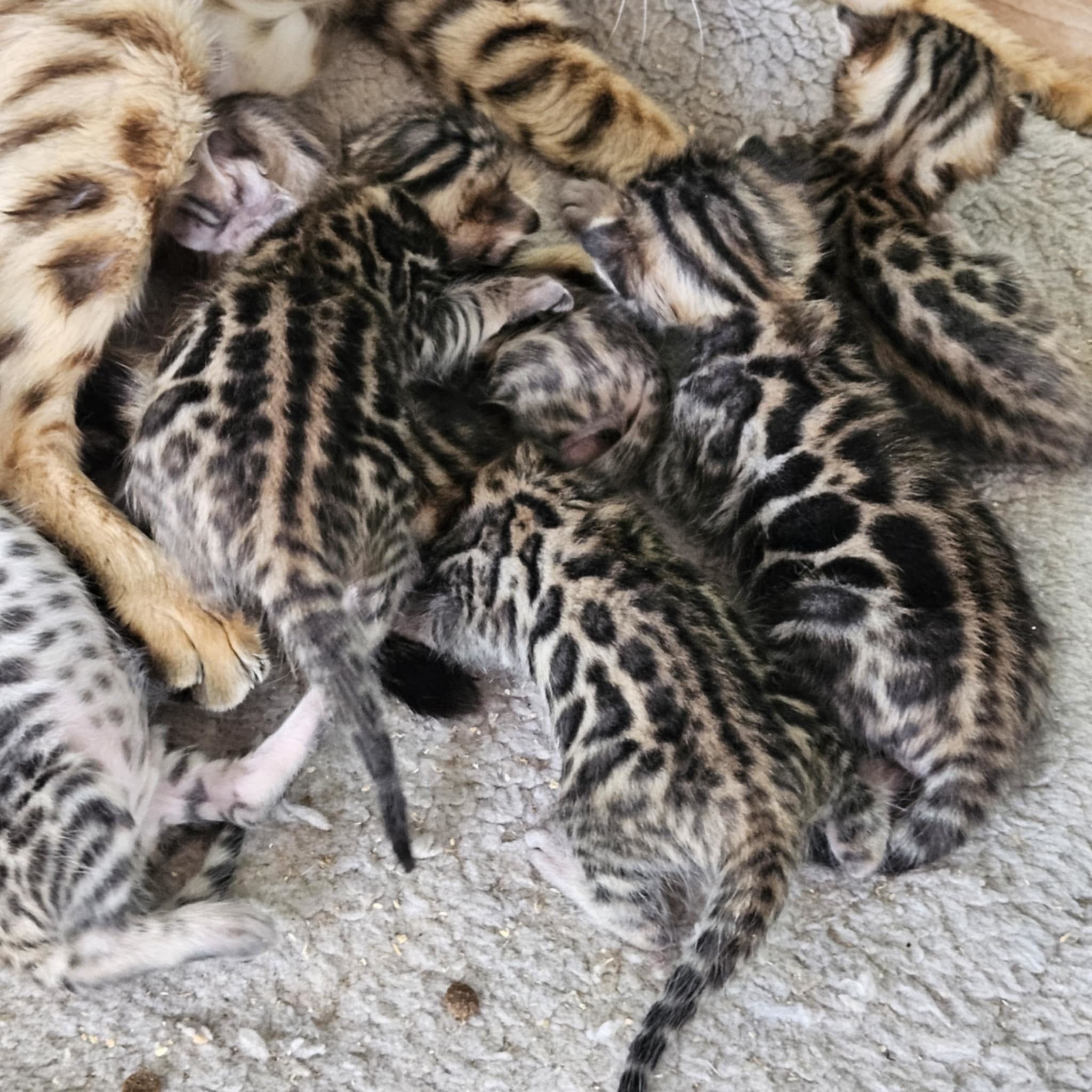 Photo 1 of Marley Crew the Bengal kitten.