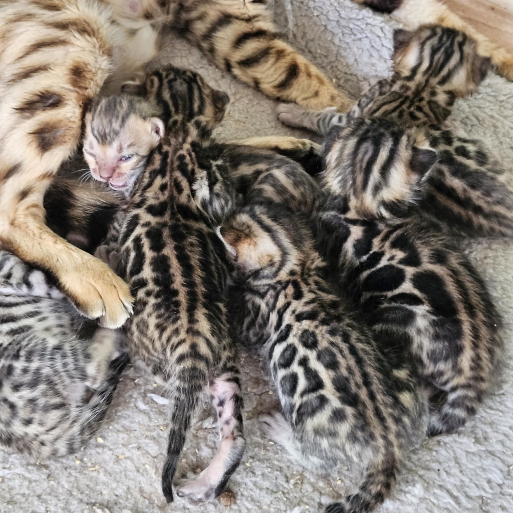 Photo 3 of Marley Crew the Bengal kitten.