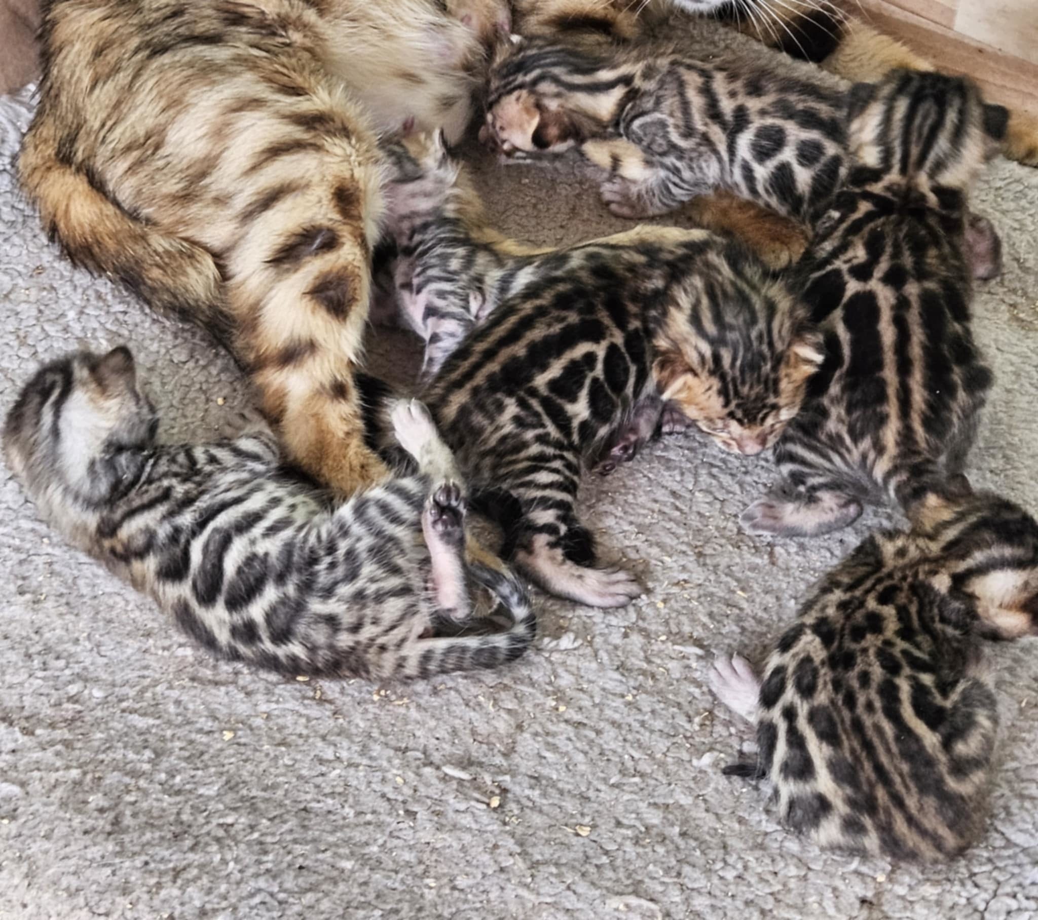 Photo 4 of Marley Crew the Bengal kitten.