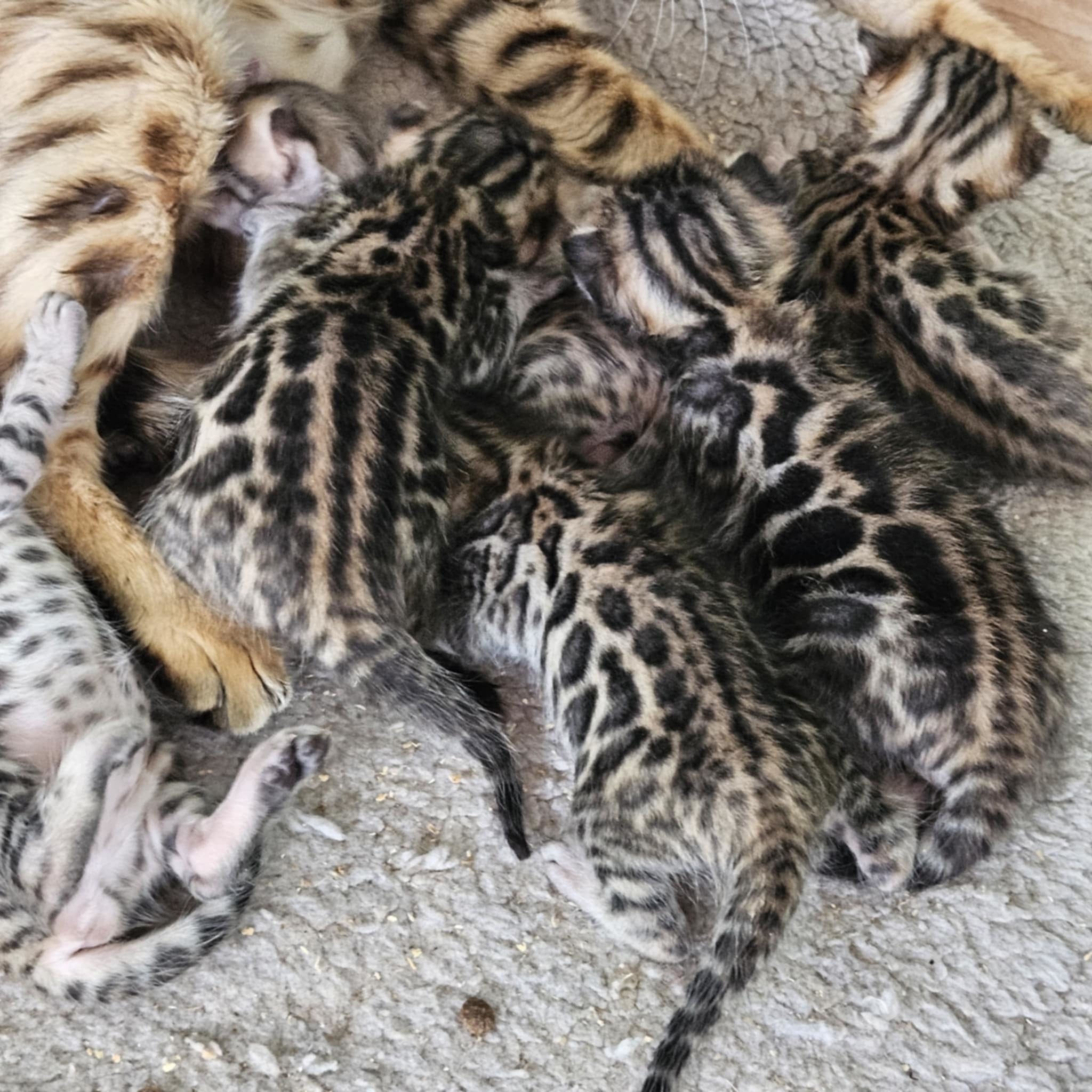 Photo 2 of Marley Crew the Bengal kitten.