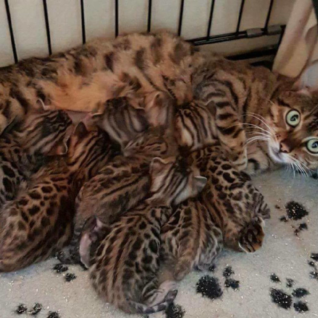 Photo 3 of Hazel The Tattooed Lady's Kittens the female Bengal cat.