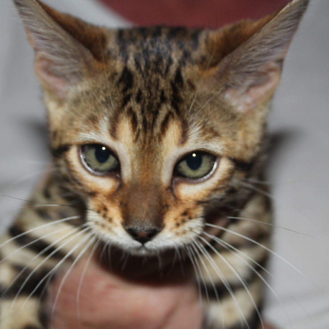 Our Kittens | Bengal Cat Breeder| Bengal Kittens To Adopt In Auckland ...