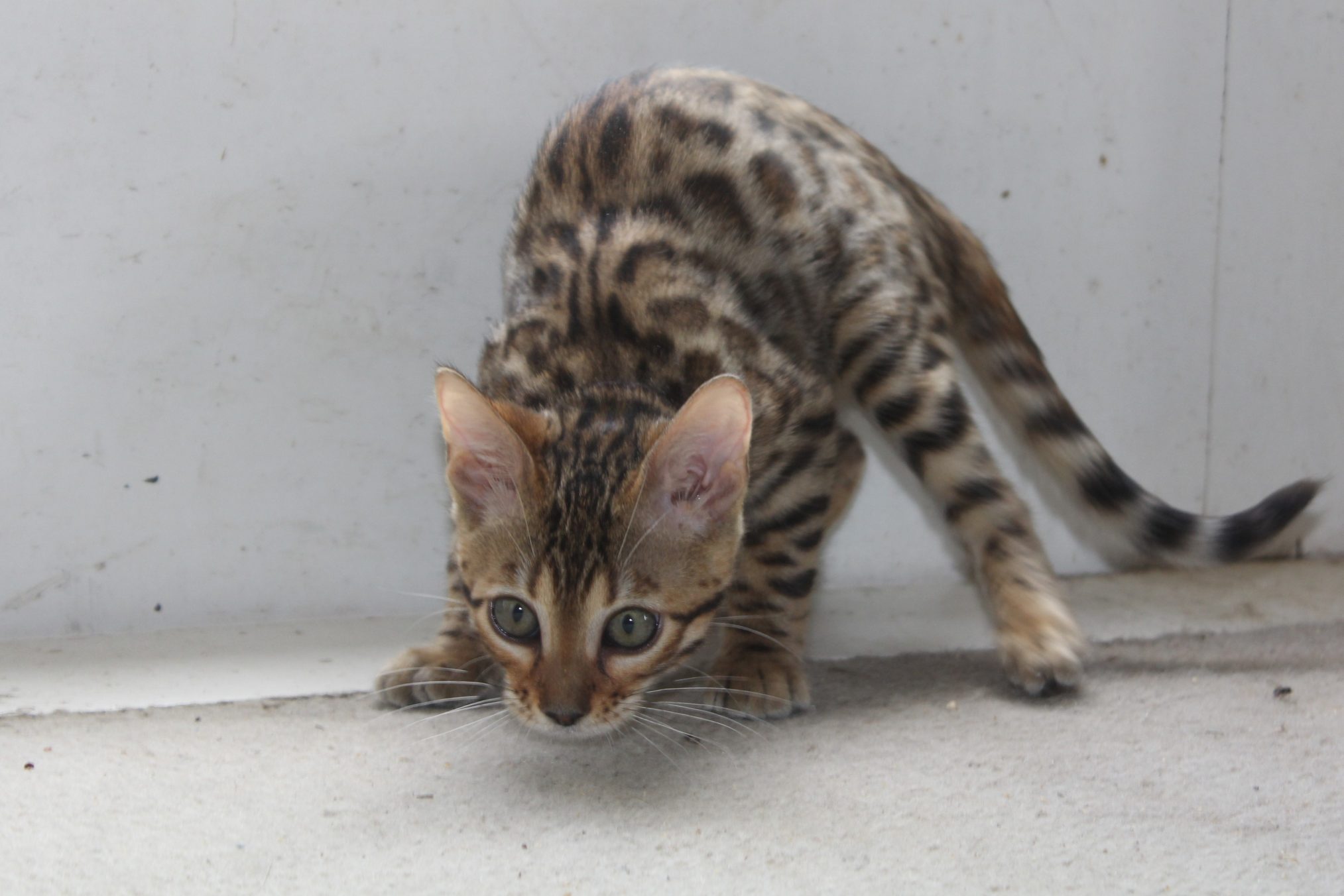 Photo 3 of Rosie Days the Bengal kitten.