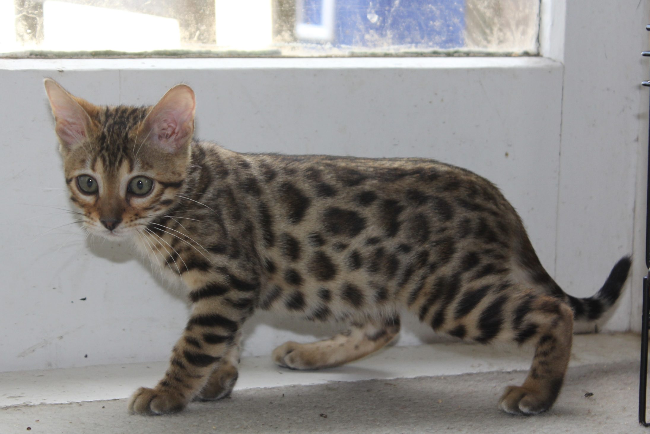 Photo 2 of Rosie Days the Bengal kitten.