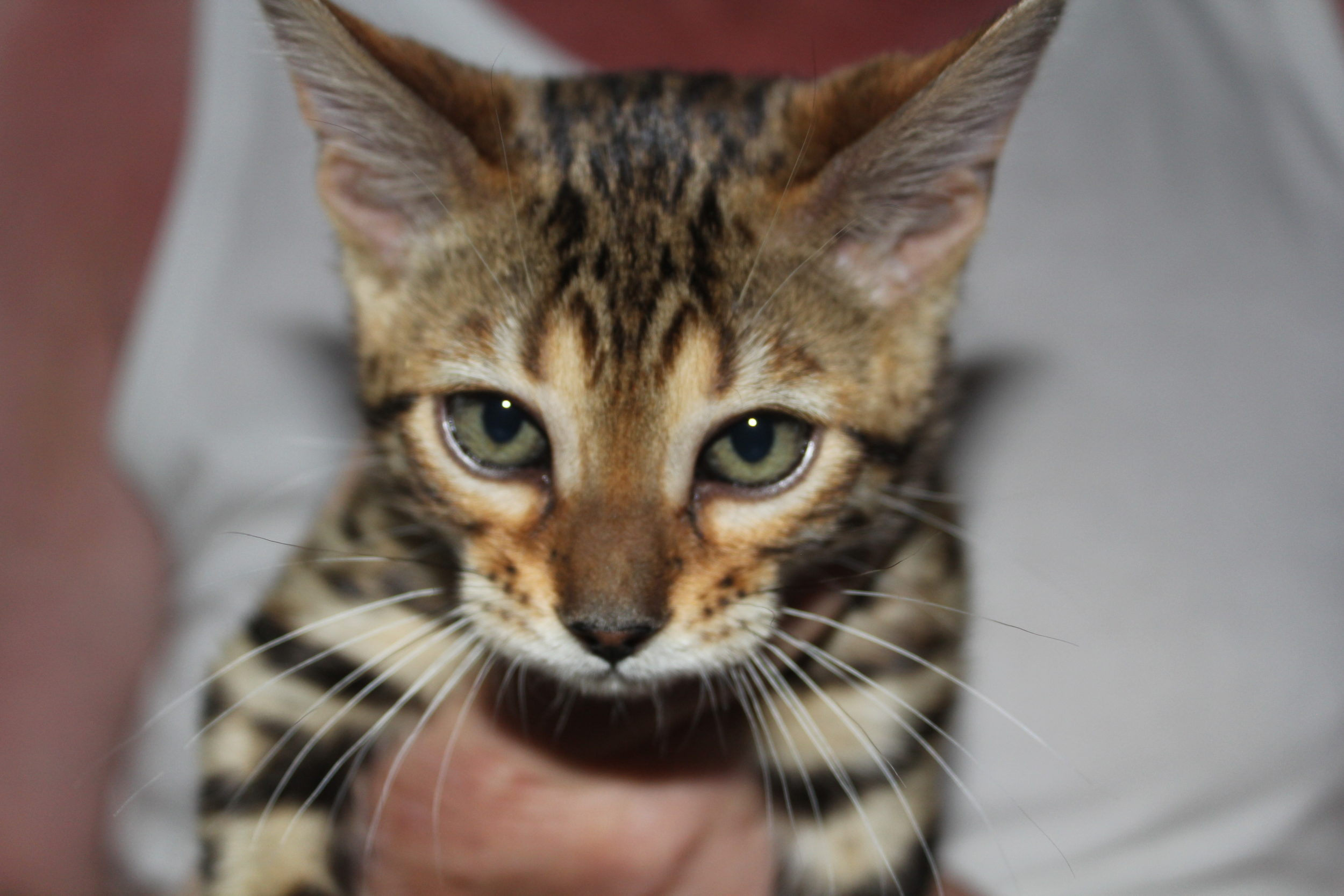 Photo 1 of Rosie Days the Bengal kitten.